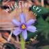 Cover art for WILDFLOWERS AROUND THE YEAR