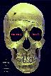 Cover art for DEATH AMONG THE FOSSILS