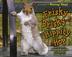 Cover art for FRISKY BRISKY HIPPITY HOP
