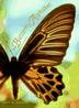 Cover art for THE BUTTERFLY ALPHABET