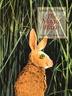 Cover art for THE MAGIC HARE