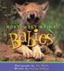 Cover art for NORTHWEST ANIMAL BABIES