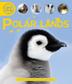 Cover art for POLAR LANDS