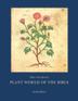 Cover art for PLANT WORLD OF THE BIBLE