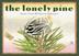Cover art for THE LONELY PINE