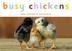 Cover art for BUSY CHICKENS