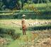 Cover art for CYCLE OF RICE, CYCLE OF LIFE